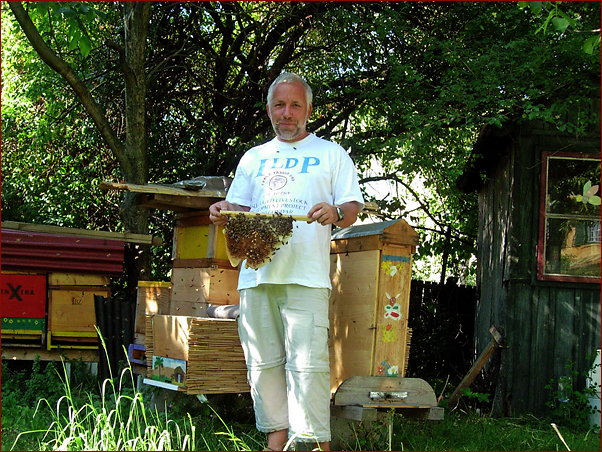 Foto Nr. 7: Naturbauwabe in der Top bar hive