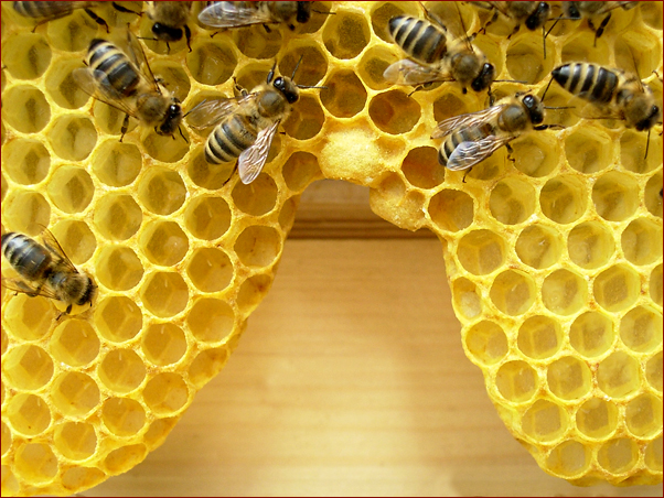 Foto Nr. 9: Naturbauwabe mit Weiseln�pfchen