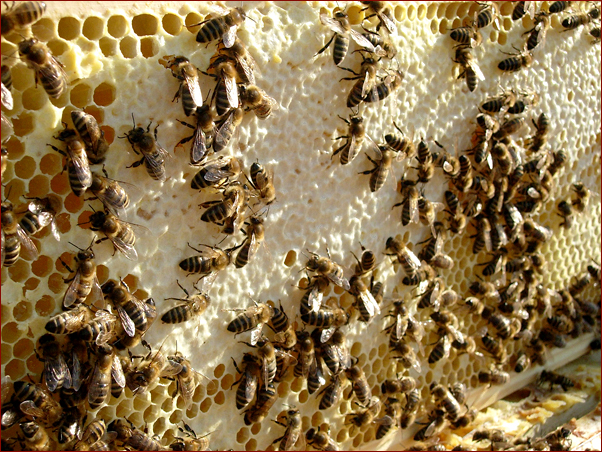 Foto Nr. 10: frisch verdeckelt