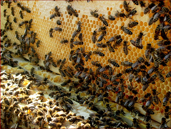 Foto Nr. 11: Bio-Imkerei Dietmar Niessner