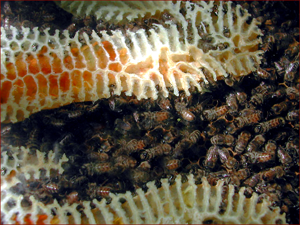 Foto Nr. 14: Bio-Imkerei Dietmar Niessner