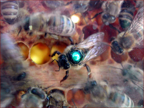 Foto Nr. 15: Bio-Imkerei Dietmar Niessner