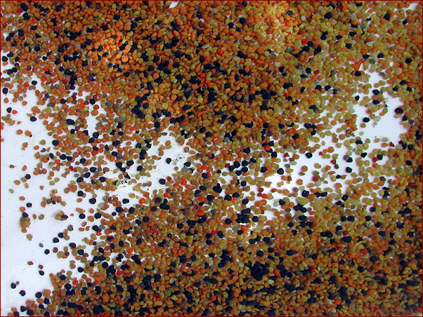 Foto Nr. 16: Bio-Imkerei Dietmar Niessner