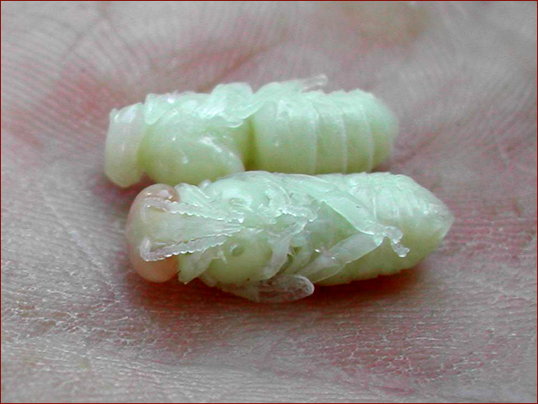 Foto Nr. 17: Drohnenpuppen