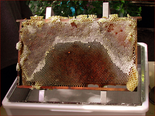 Foto Nr. 18: Honigwabe zum Entdeckeln