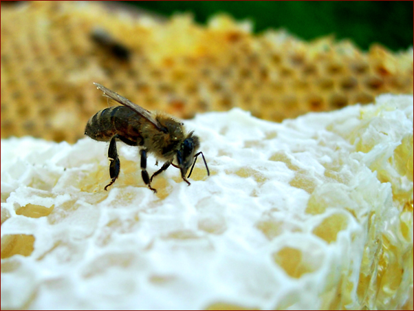 Foto Nr. 19: frischer Honig - nicht zu widerstehen