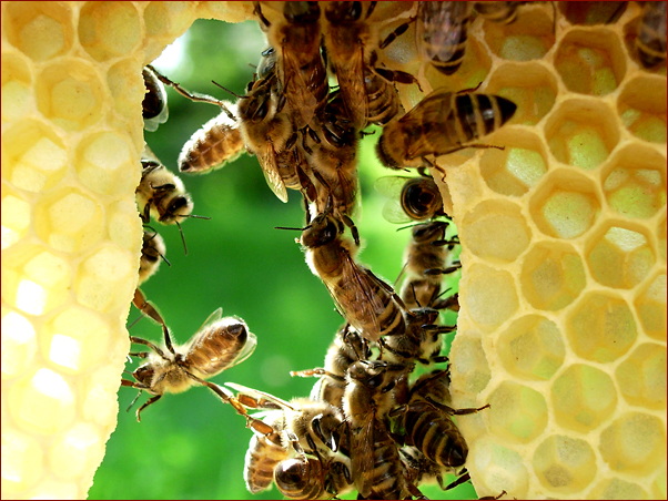 Foto Nr. 22: Bio-Imkerei Dietmar Niessner