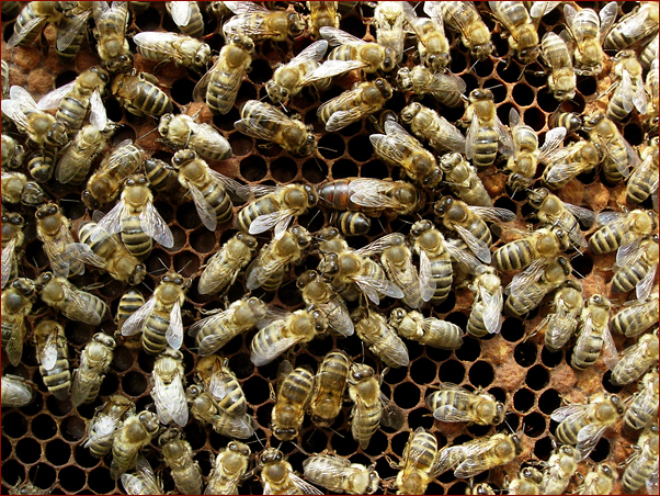 Foto Nr. 23: Brutnest