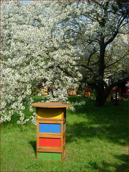 Foto Nr. 24: Kirschbaum im Rodauner Bienengartl in Wien