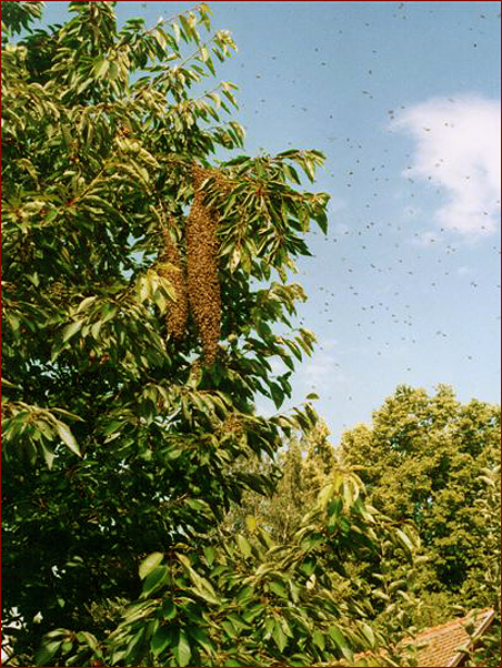 Foto Nr. 28: Bienenschwarm