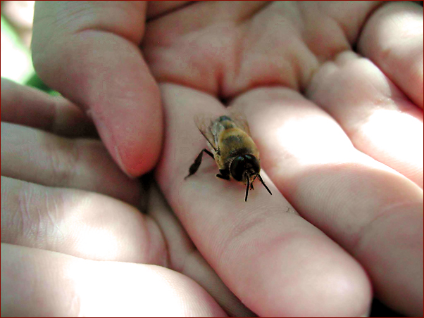 Foto Nr. 46: Bienenschule 4Kids