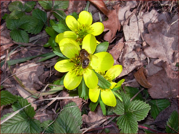 Foto Nr. 50: Winterling