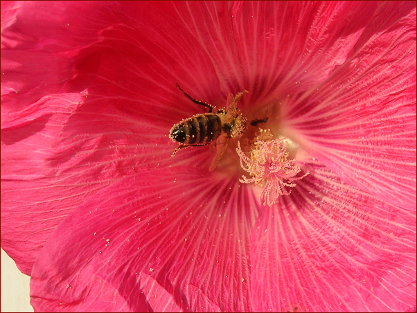 Foto Nr. 51: zu Gast in der Malve