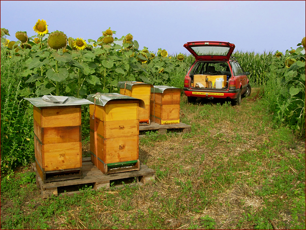 Foto Nr. 52: in der Sonnenblumenpracht