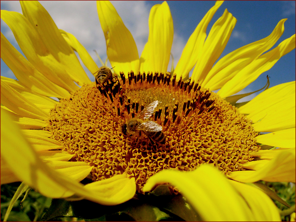 Foto Nr. 54: in der Sonnenblumenpracht