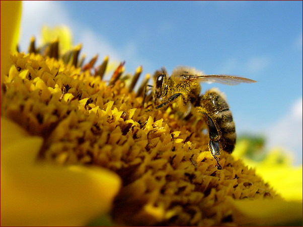 Foto Nr. 55: in der Sonnenblumenpracht