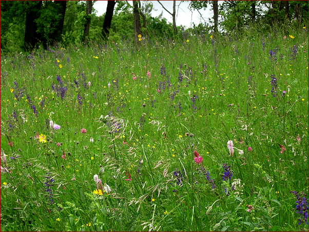 Foto Nr. 57: Naturwiese in Rodaun