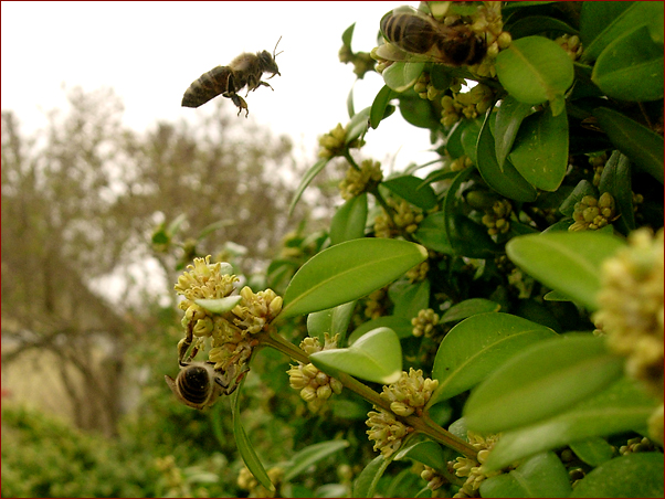 Foto Nr. 59: zu Besuch beim Buchsbaum