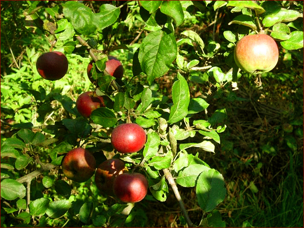 Foto Nr. 60: Best�ubungsleistung der Bienen: Zigeuner und Tratzberger Findling im Hausgarten