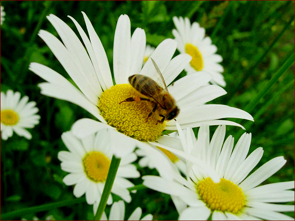 Foto Nr. 62: auf der Margarite