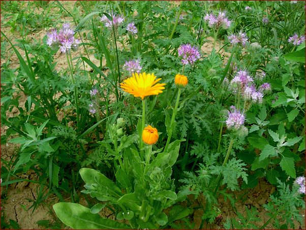 Foto Nr. 63: Gr�nbrache als Bienenweide
