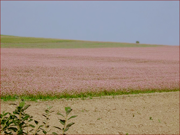Foto Nr. 64: Buchweizenfeld