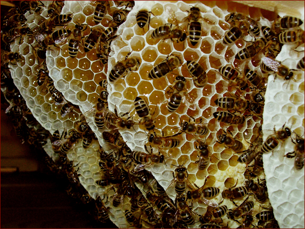 Foto Nr. 66: Naturbauwabe