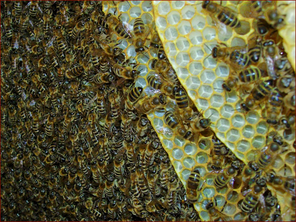 Foto Nr. 67: Reines Bienenwachs als Baumaterial in der Top bar hive