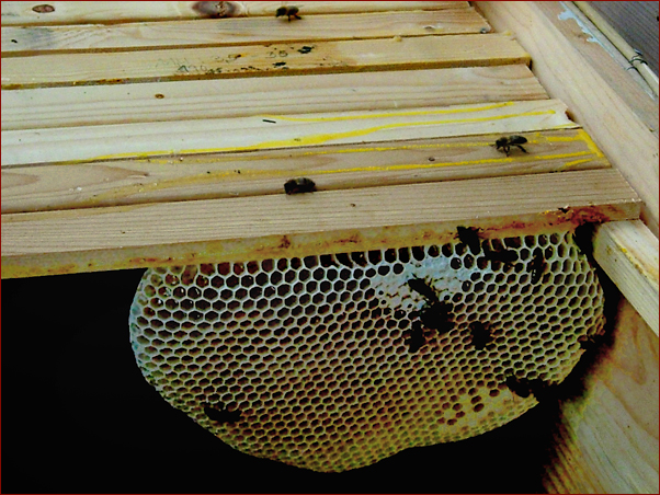 Foto Nr. 69: Bio-Imkerei Dietmar Niessner