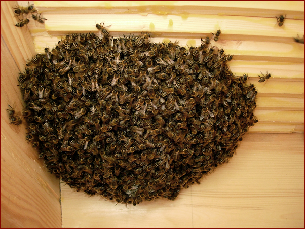 Foto Nr. 70: Der Schwarm hat sich zur Kugel gesammelt