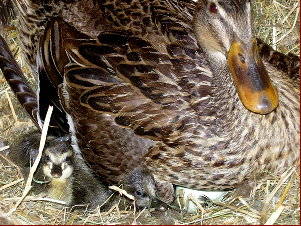 Foto Nr. 71: Unsere Laufenten: Schlupf der Laufentenwuserl