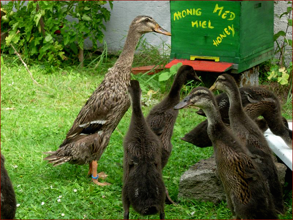 Foto Nr. 72: Unsere Laufenten: Wuserl im Vorgarten
