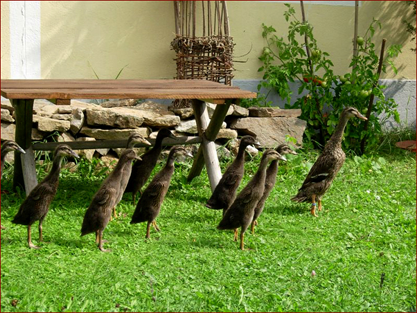Foto Nr. 73: Unsere Laufentenfamilie