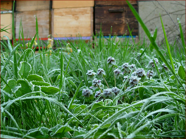 Foto Nr. 75: Sp�tfrost im Waldviertel
