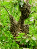 Foto Nr. 27: Bienenschwarm