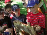Foto Nr. 39: Bienenschule 4Kids